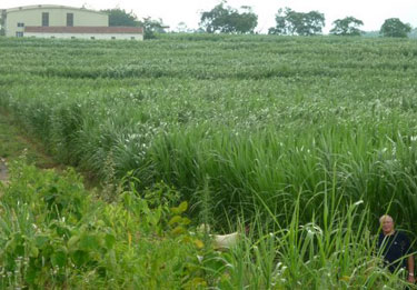 Giant King Grass Plantation & Factory.